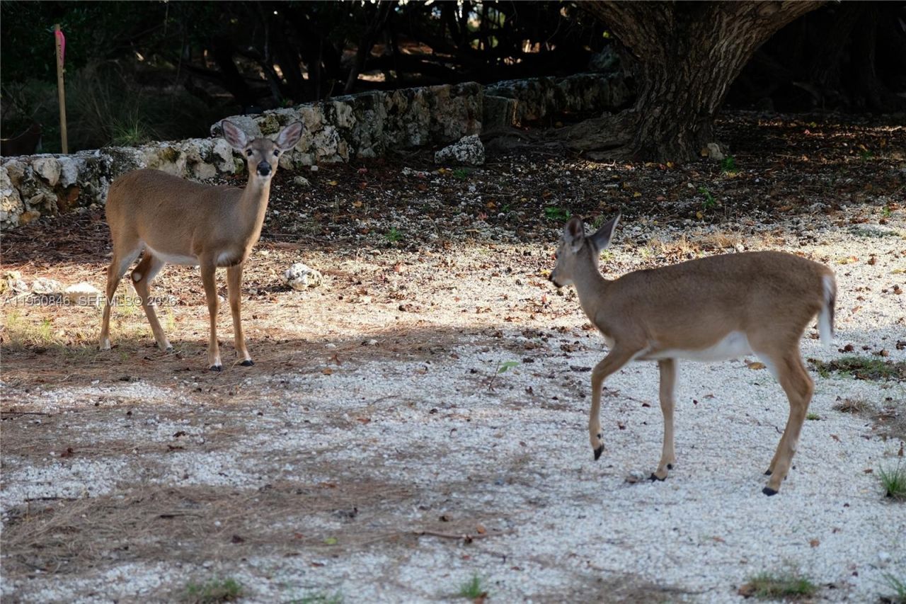 1557 Long Beach Dr, Big Pine Key, FL 33043 Photo