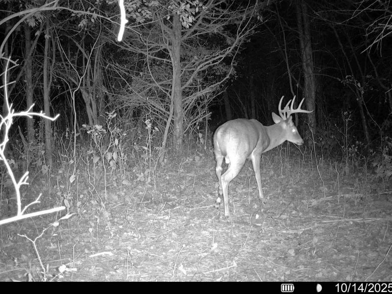 57 +/- Acres Conley Road, Morning View, KY 41063 Photo 12