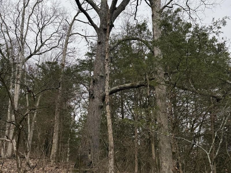 57 +/- Acres Conley Road, Morning View, KY 41063 Photo 17