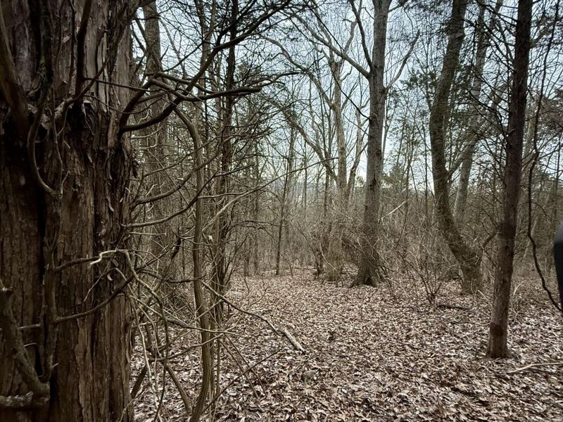 57 +/- Acres Conley Road, Morning View, KY 41063 Photo 29