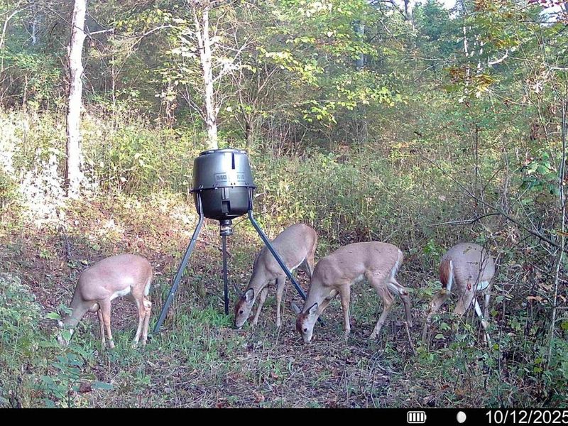 57 +/- Acres Conley Road, Morning View, KY 41063 Photo 34