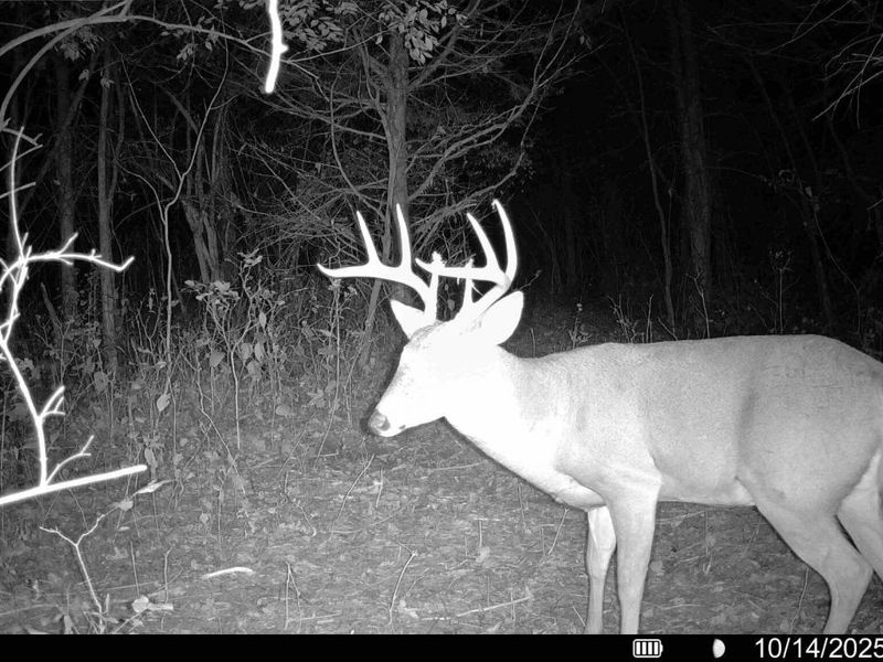 57 +/- Acres Conley Road, Morning View, KY 41063 Photo 6