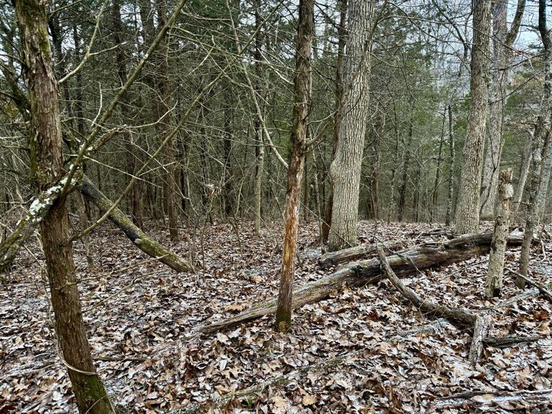 57 +/- Acres Conley Road, Morning View, KY 41063 Photo 7