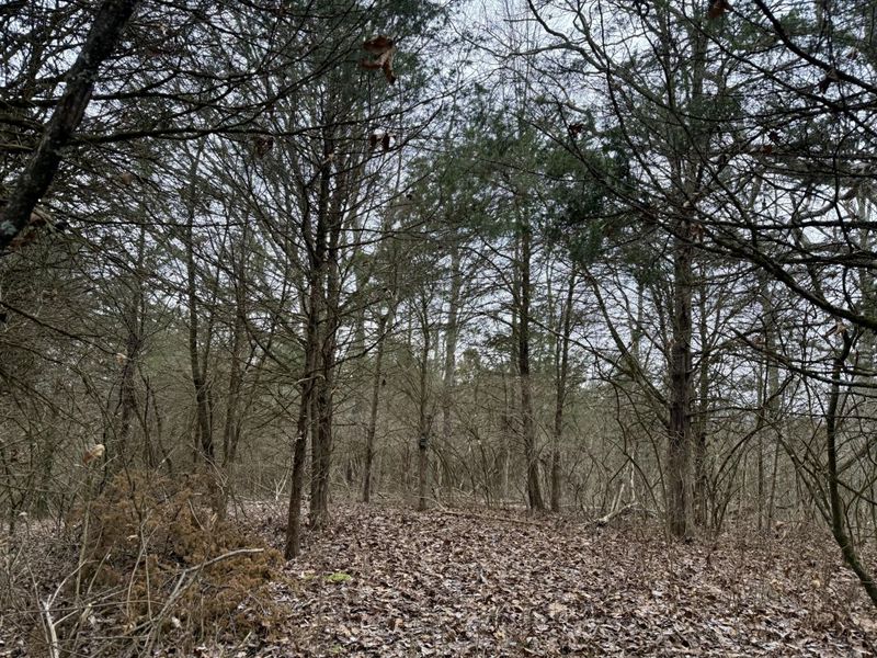 57 +/- Acres Conley Road, Morning View, KY 41063 Photo 8