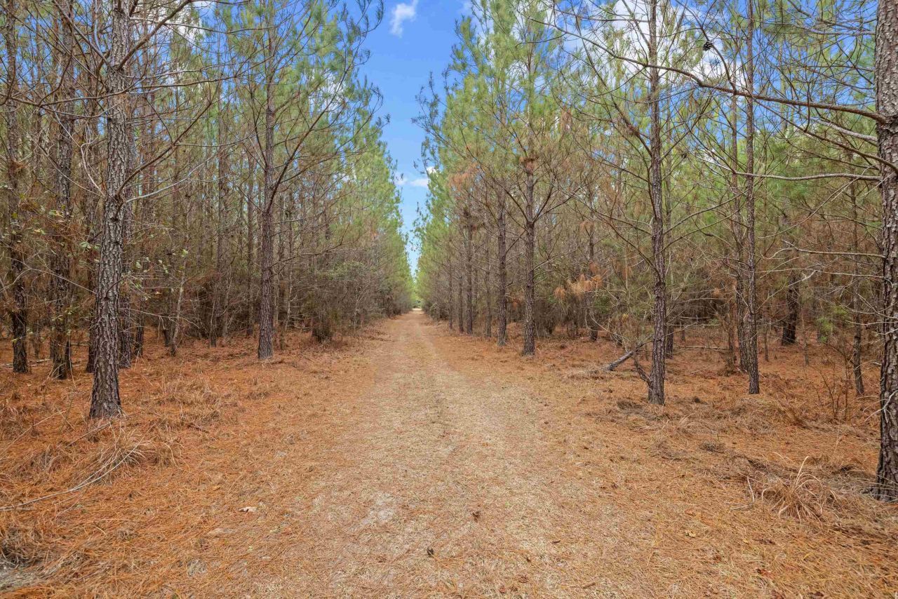 Tbd 183 Acres Blakely Rd. Photo 10