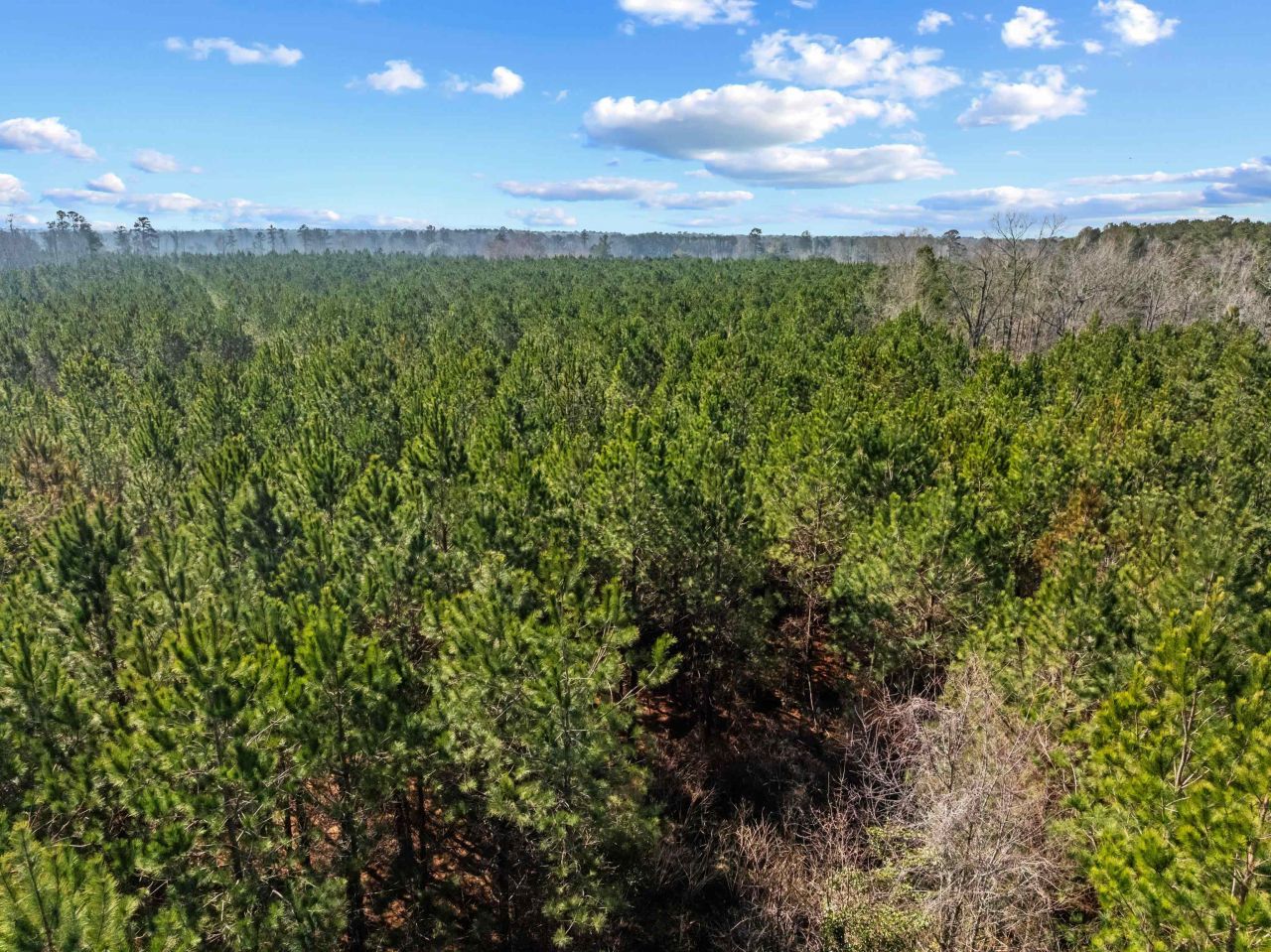 Tbd 183 Acres Blakely Rd. Photo 36