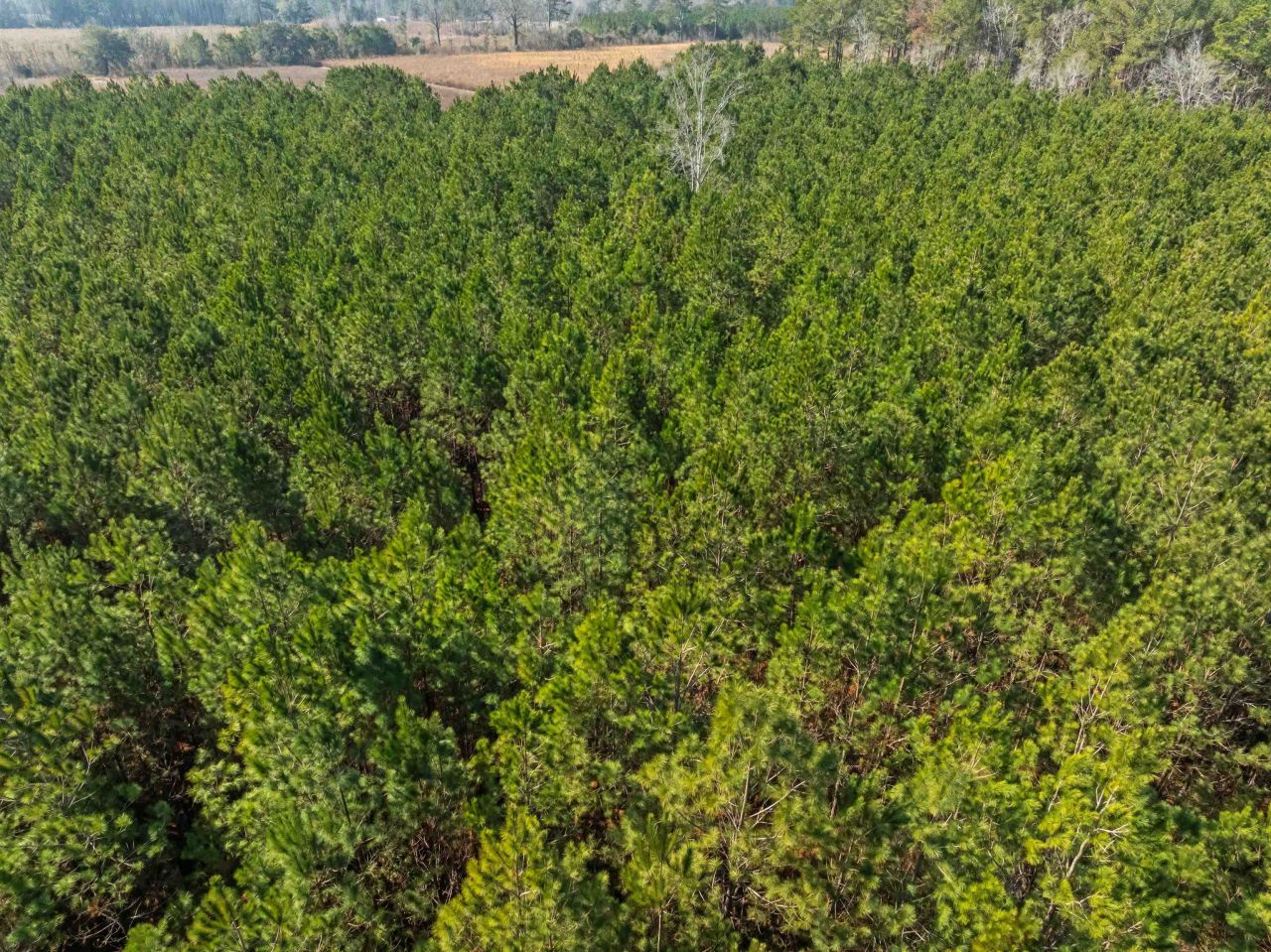 Tbd 183 Acres Blakely Rd. Photo 39