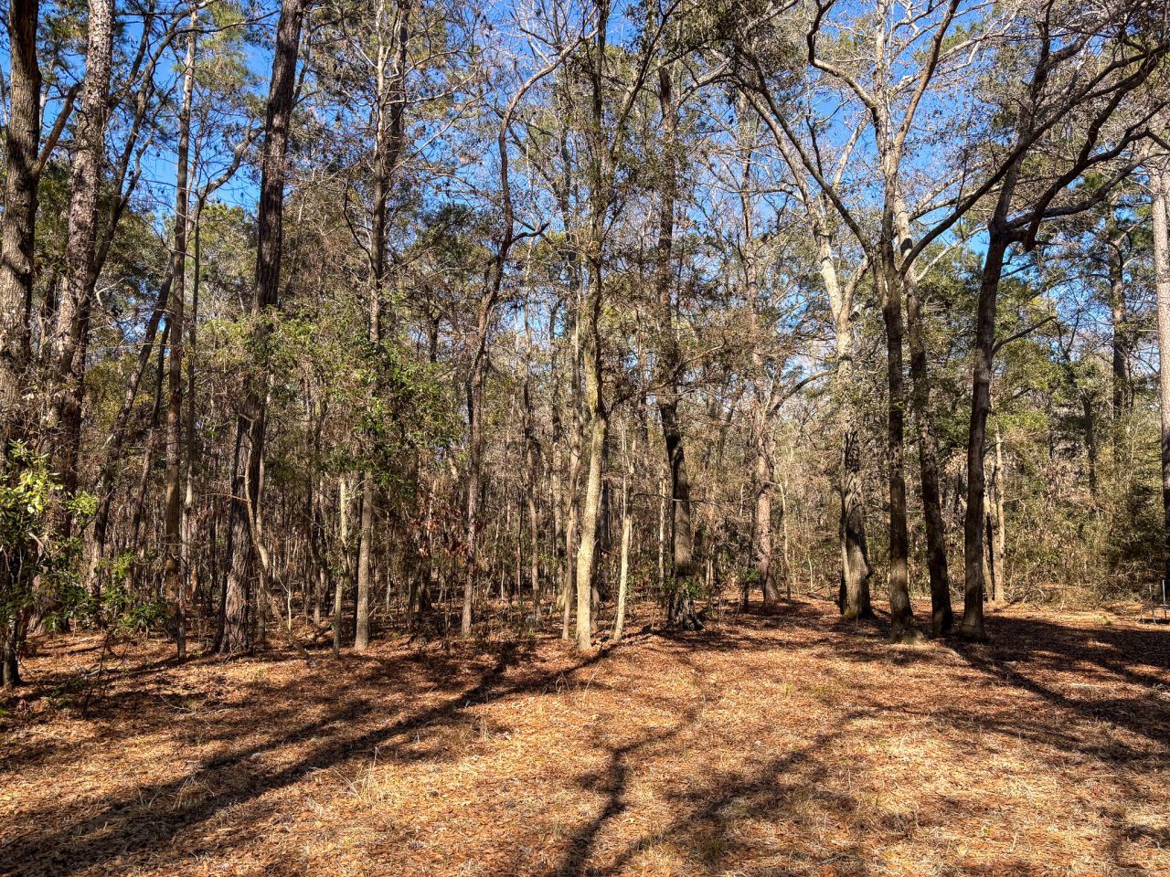 903 Harts Bluff Road Photo 4