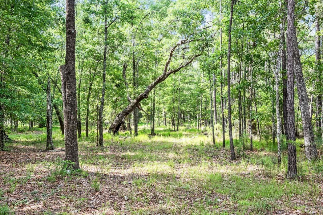 0 Allandale Plantation Road Photo 13