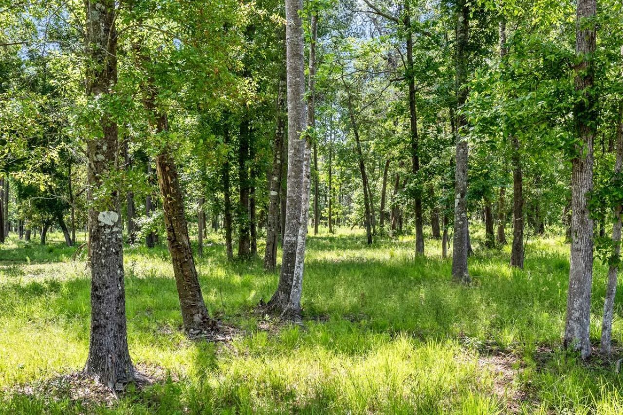 0 Allandale Plantation Road Photo 46