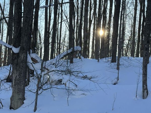 10.08 AC Tower Road, Vanderbilt, MI 49795