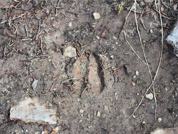 * Cedar Creek Road , Flippin, AR 72634