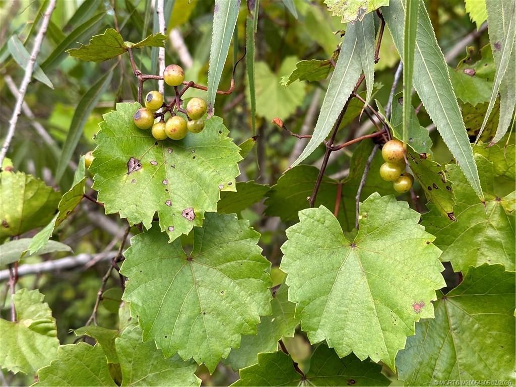 27325 SW Tommy Clements Street, Indiantown, FL 34956 Photo