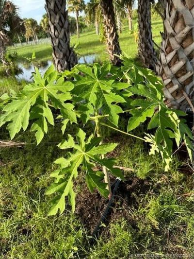 27325 SW Tommy Clements Street, Indiantown, FL 34956 Photo