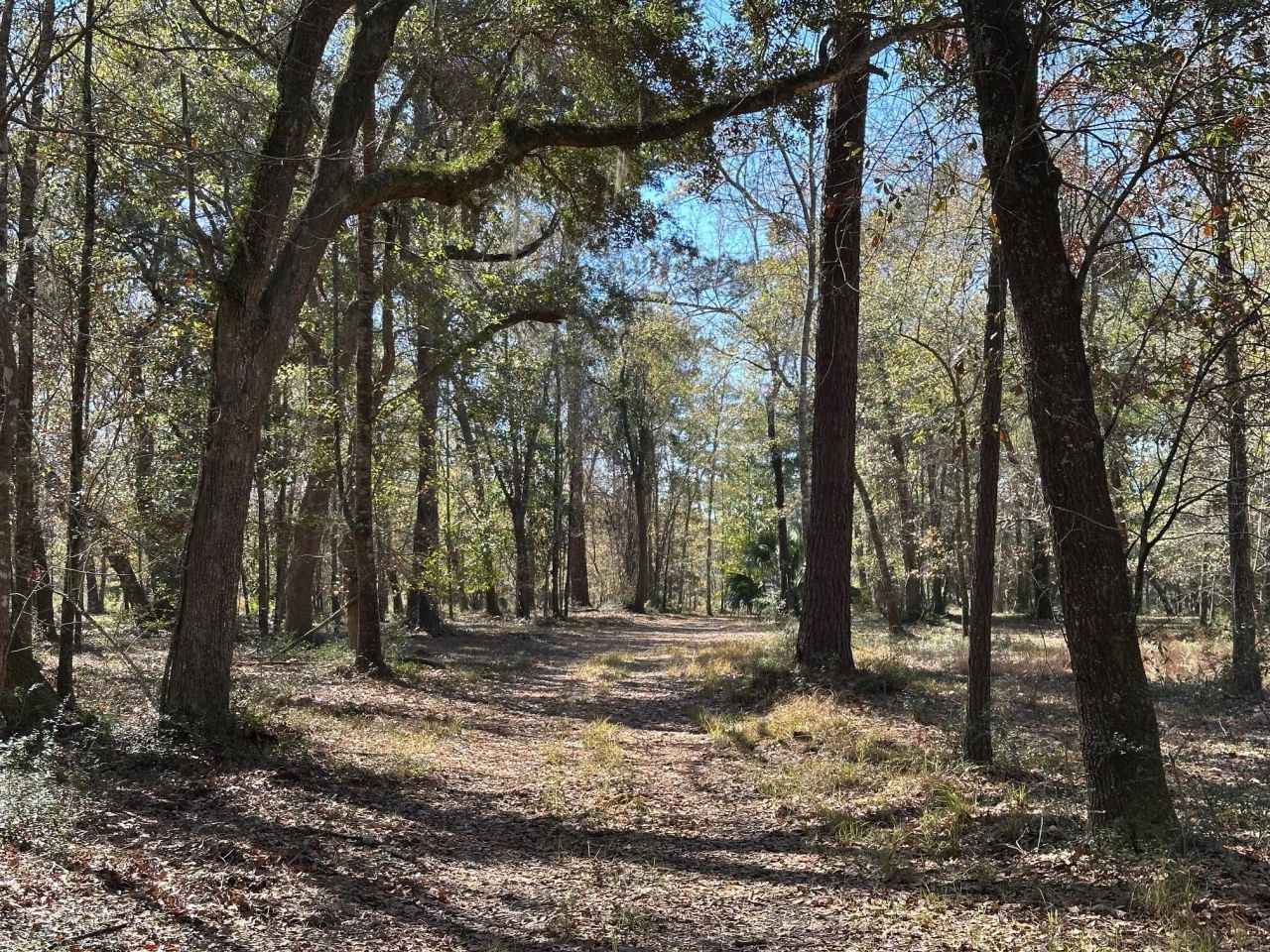 0 Allandale Plantation Road Photo 9