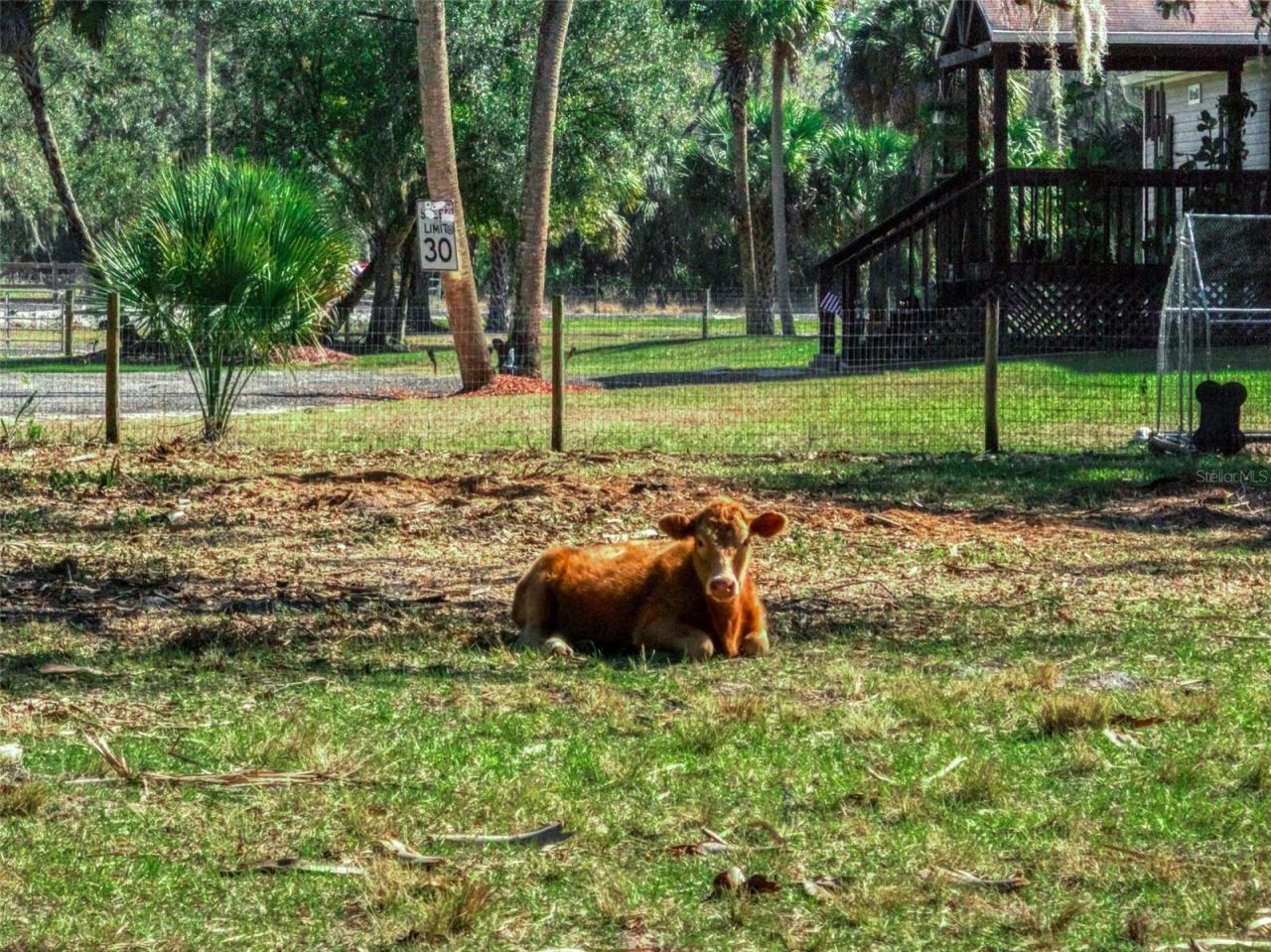 15405 Old Parker Island Road, Lake Placid, FL 33852 Photo