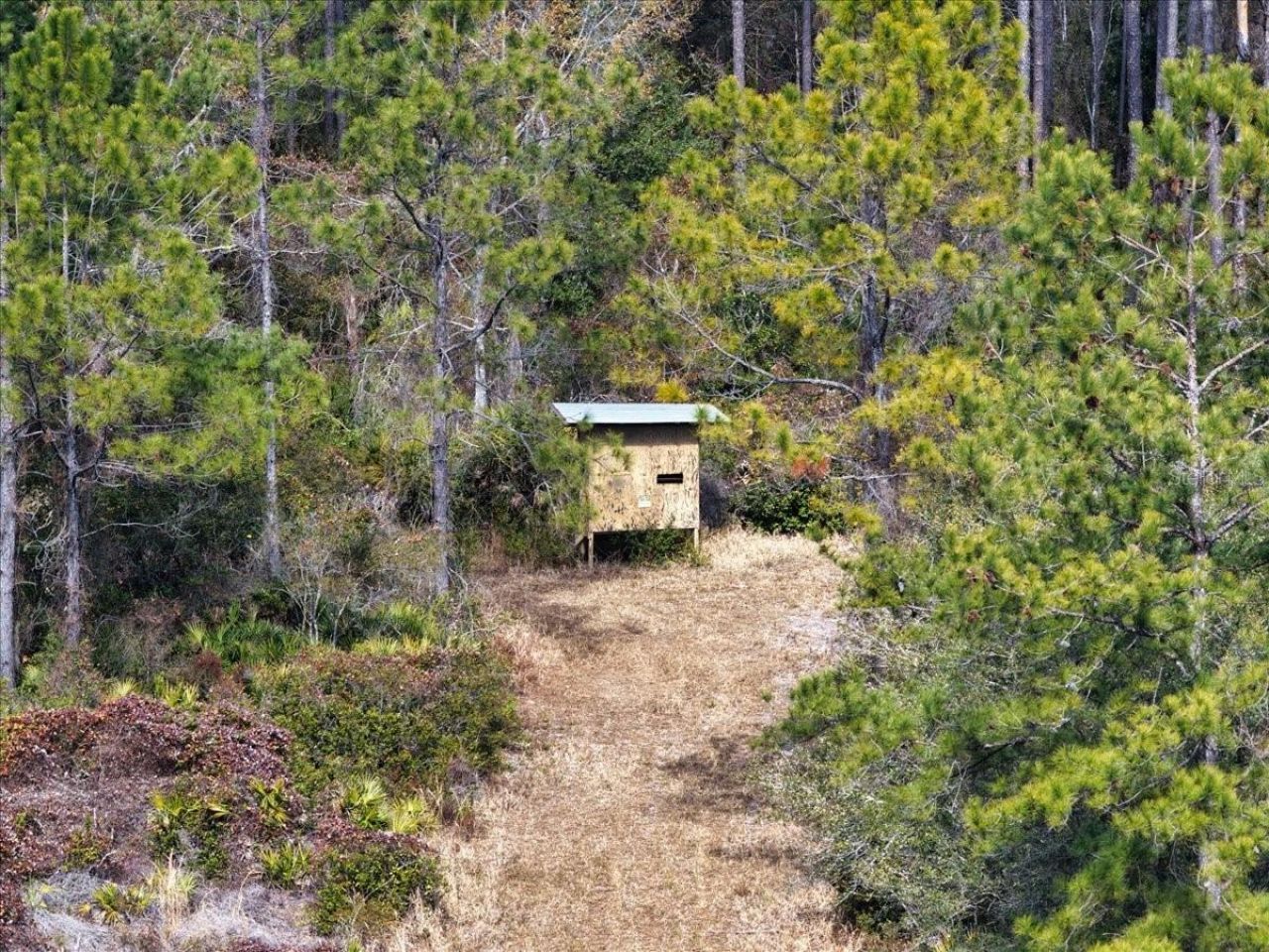 60 Acres NW Clyatt Road, Chiefland, FL 32626 Photo