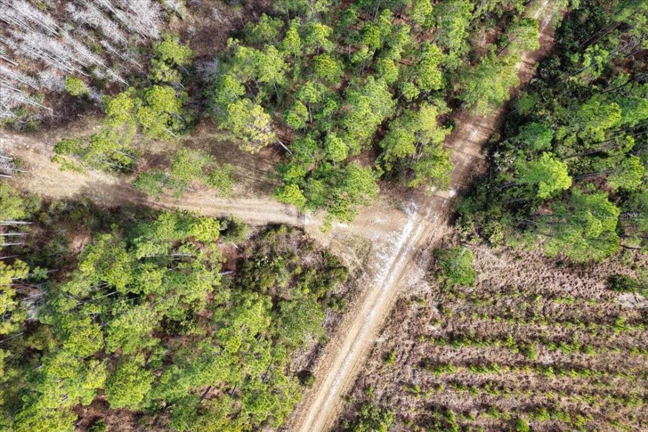 60 Acres NW Clyatt Road, Chiefland, FL 32626 Photo