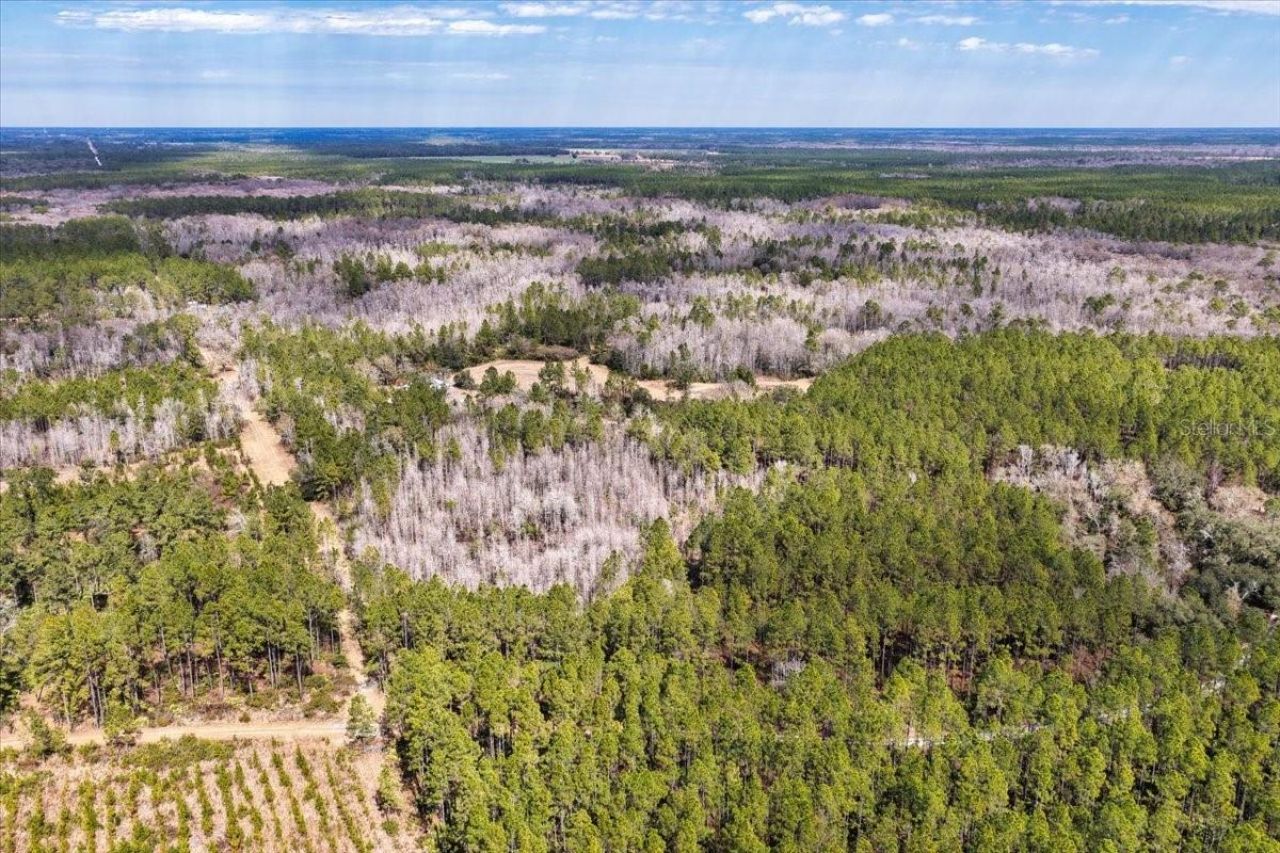 60 Acres NW Clyatt Road, Chiefland, FL 32626 Photo