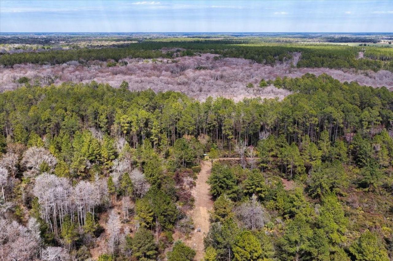 60 Acres NW Clyatt Road, Chiefland, FL 32626 Photo