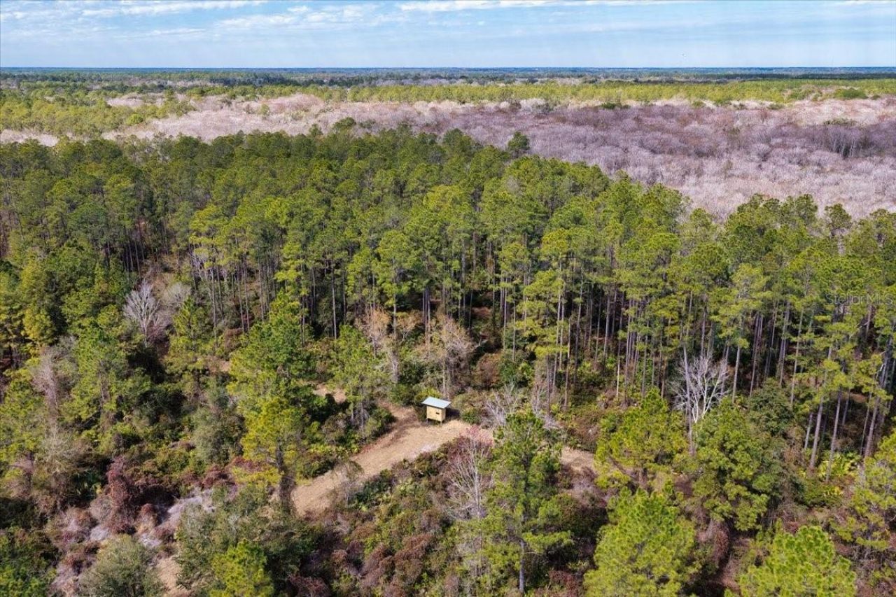 60 Acres NW Clyatt Road, Chiefland, FL 32626 Photo