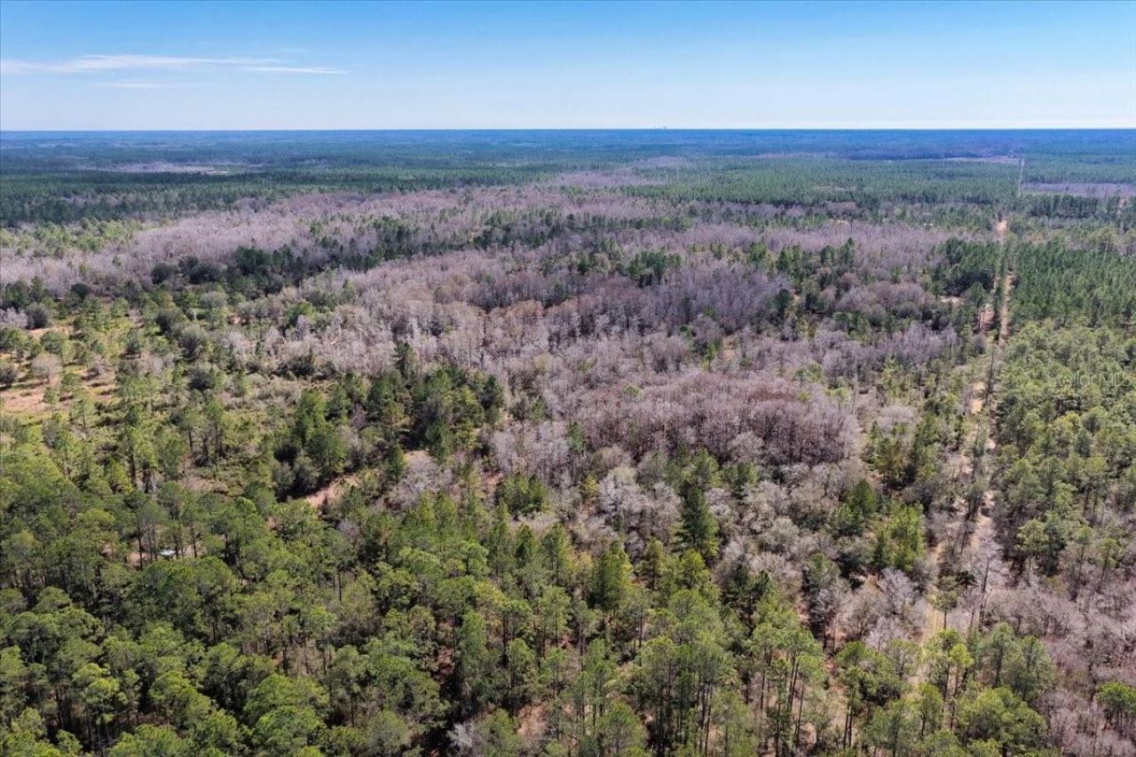 60 Acres NW Clyatt Road, Chiefland, FL 32626 Photo
