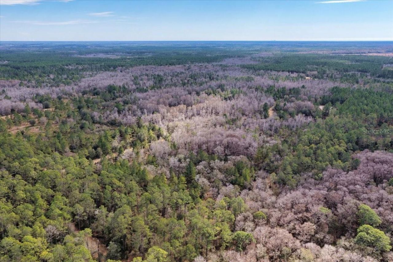 60 Acres NW Clyatt Road, Chiefland, FL 32626 Photo