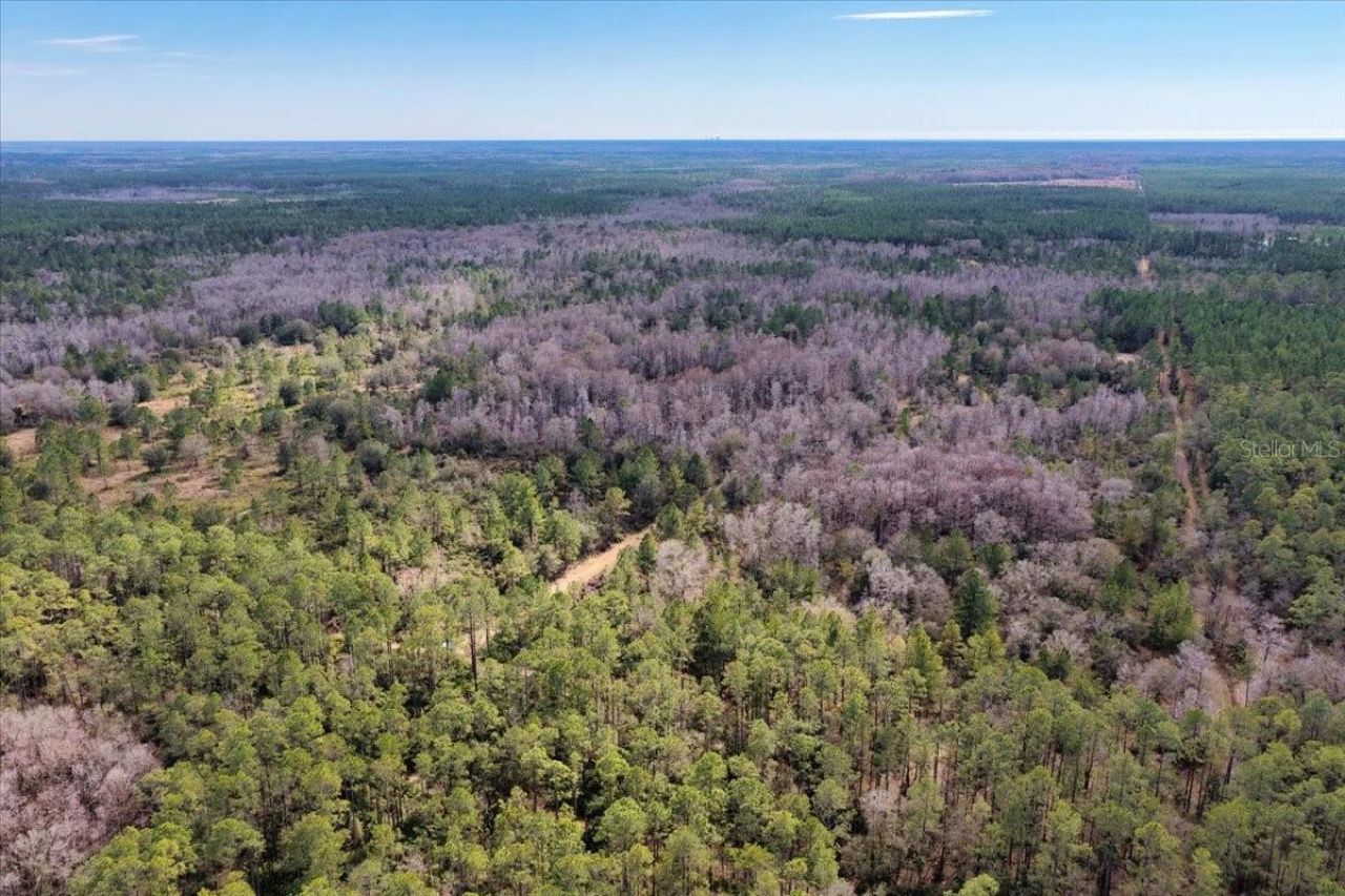 60 Acres NW Clyatt Road, Chiefland, FL 32626 Photo