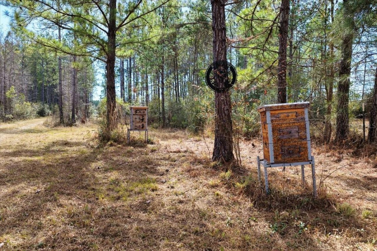 60 Acres NW Clyatt Road, Chiefland, FL 32626 Photo