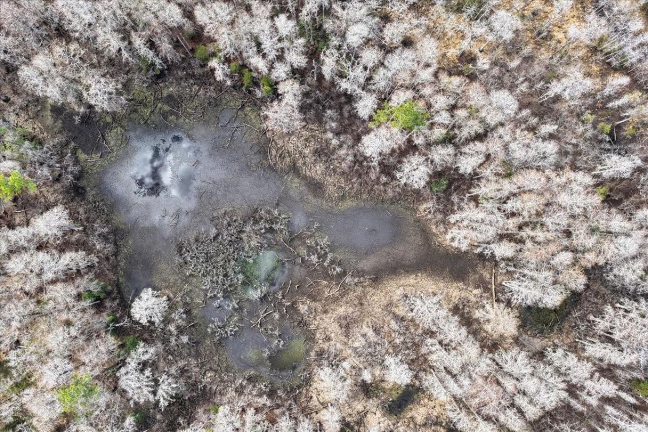 60 Acres NW Clyatt Road, Chiefland, FL 32626 Photo