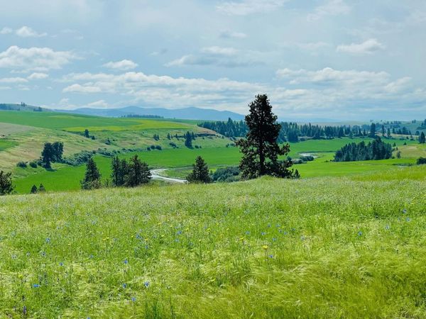 11900 Hays Rd, Spangle, WA 99031