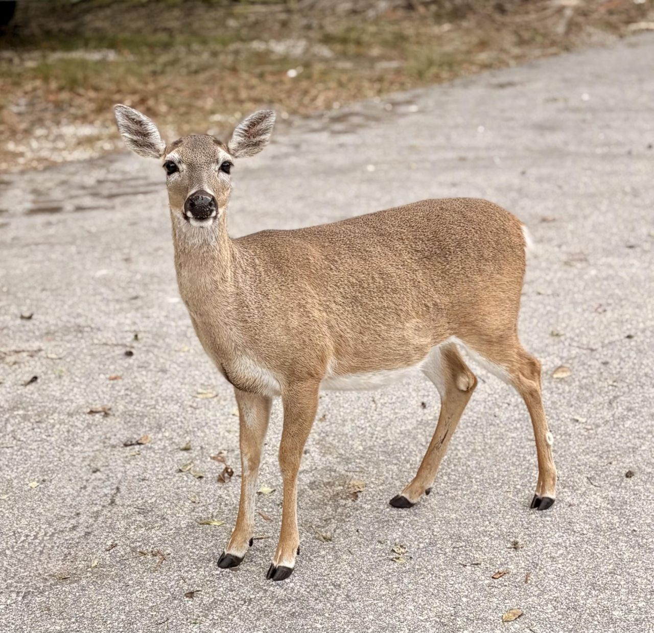 29182 Orchid Lane, Big Pine Key, FL 33043 Photo