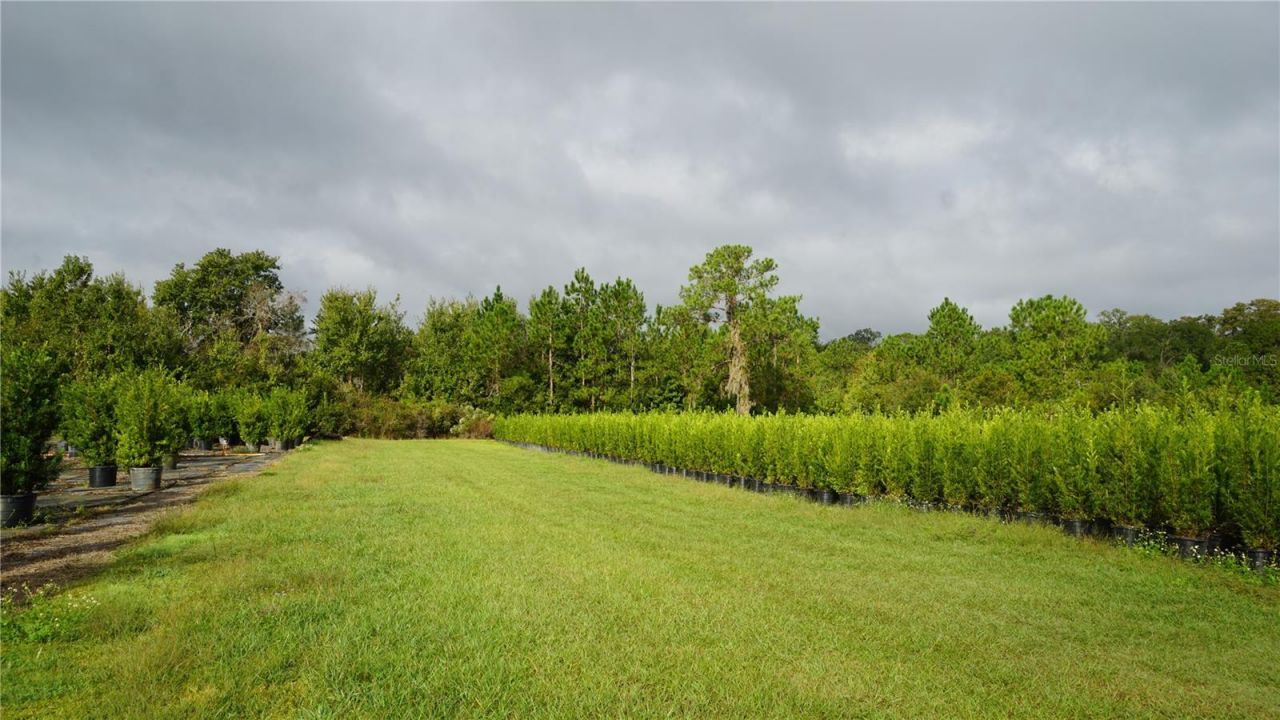 Douglas Road, Groveland, FL 34736 Photo