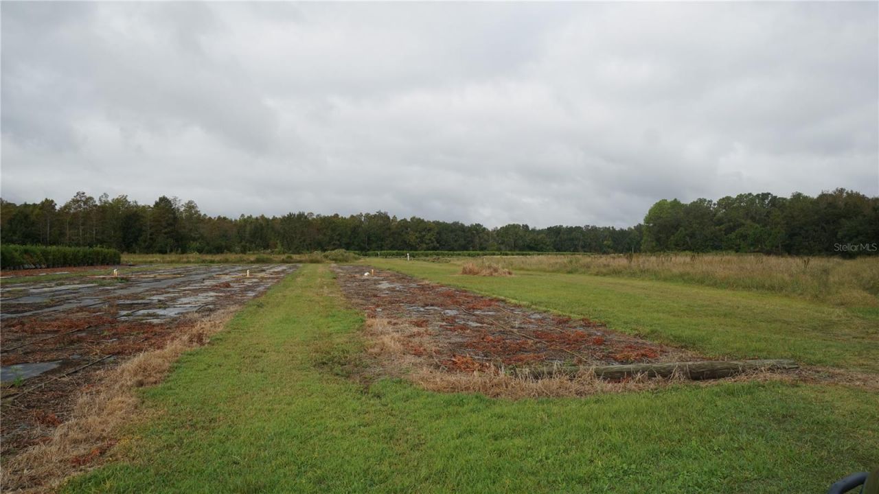 Douglas Road, Groveland, FL 34736 Photo