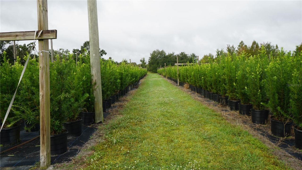 Douglas Road, Groveland, FL 34736 Photo