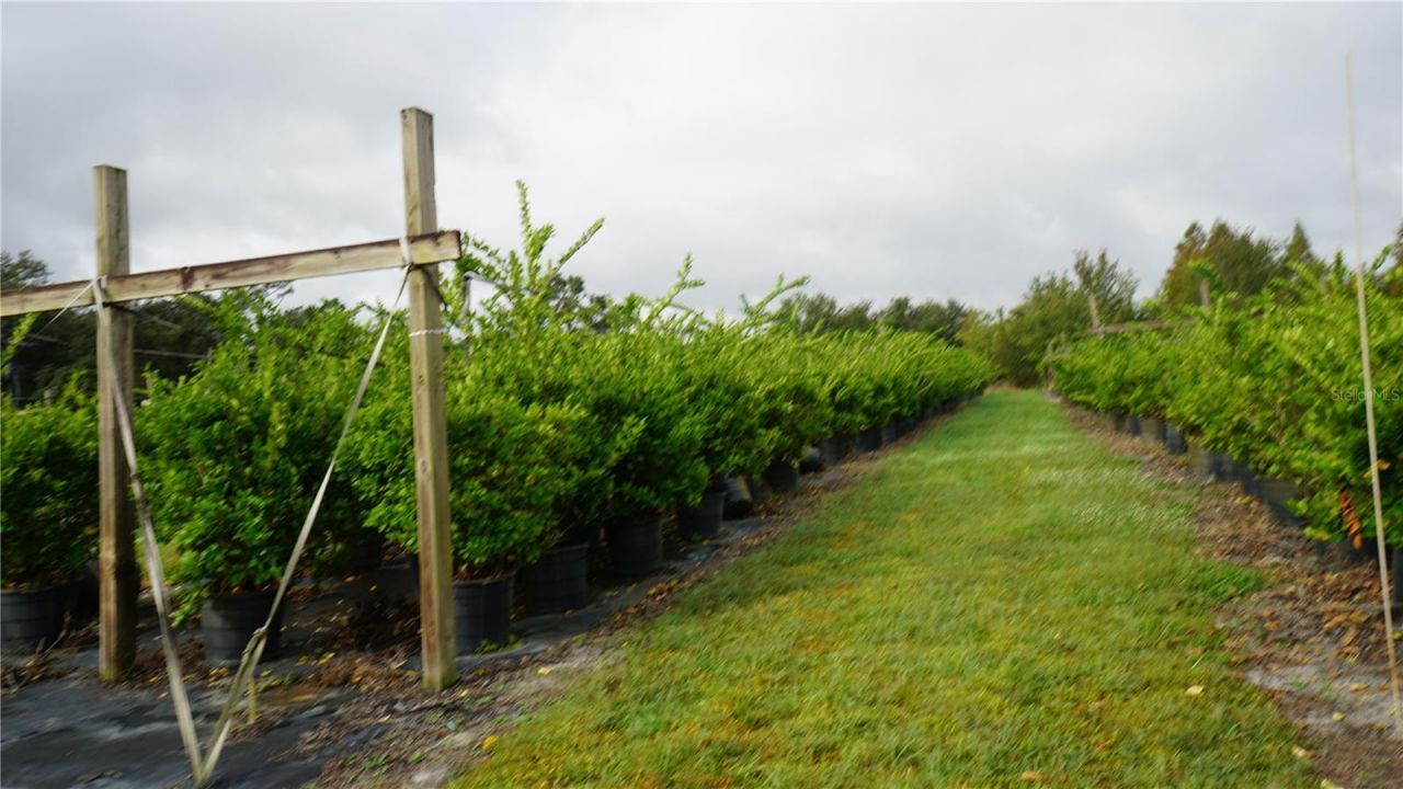 Douglas Road, Groveland, FL 34736 Photo