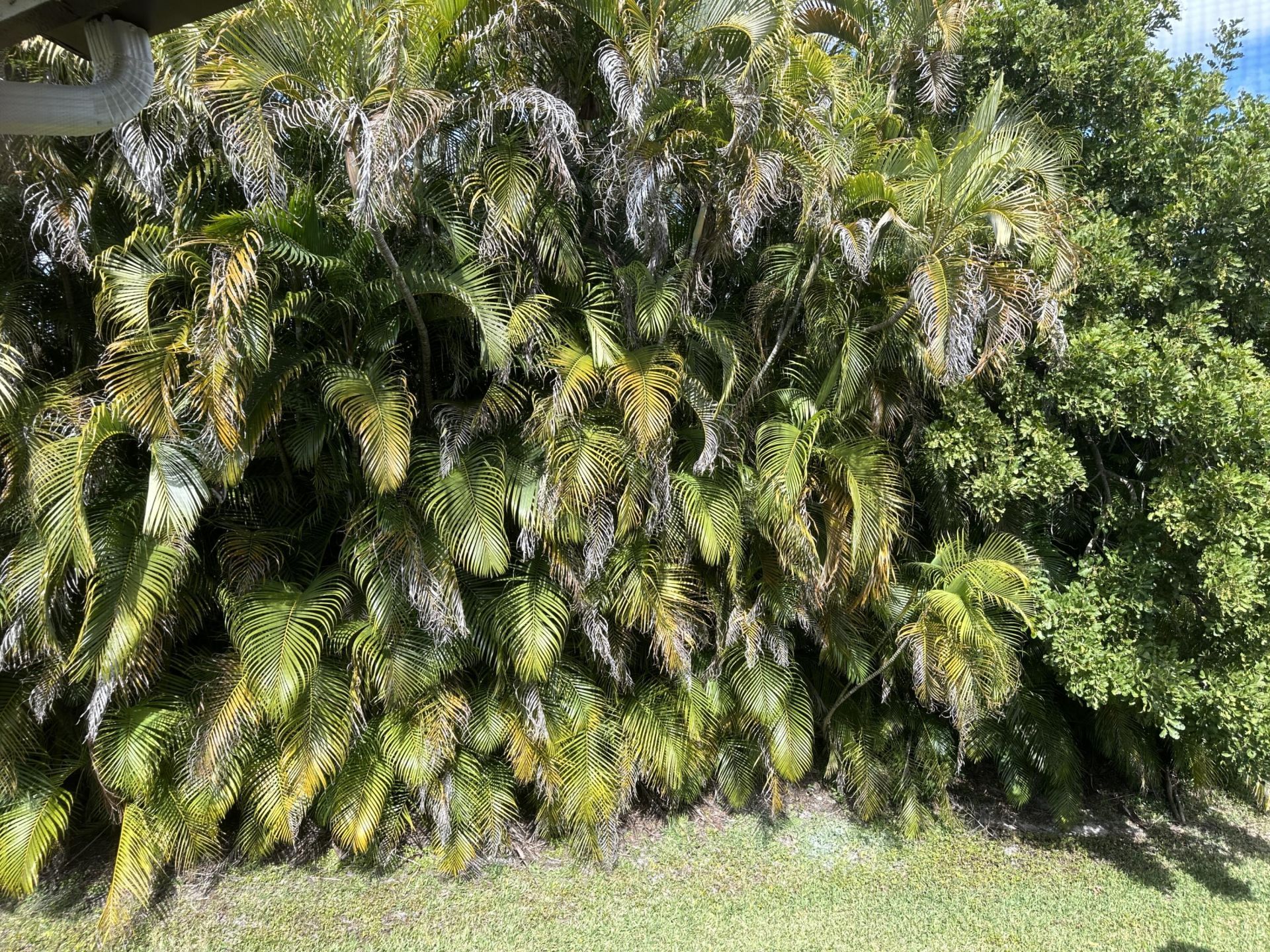 5951 Parkwalk Drive, Boynton Beach, FL 33472 Photo