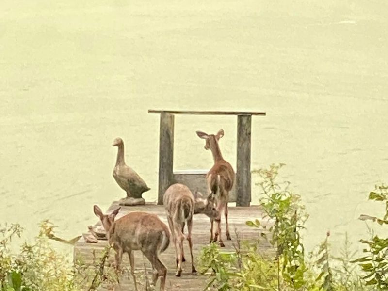 4449 Larue Prospect Road S, Prospect, OH 43342 Photo 11