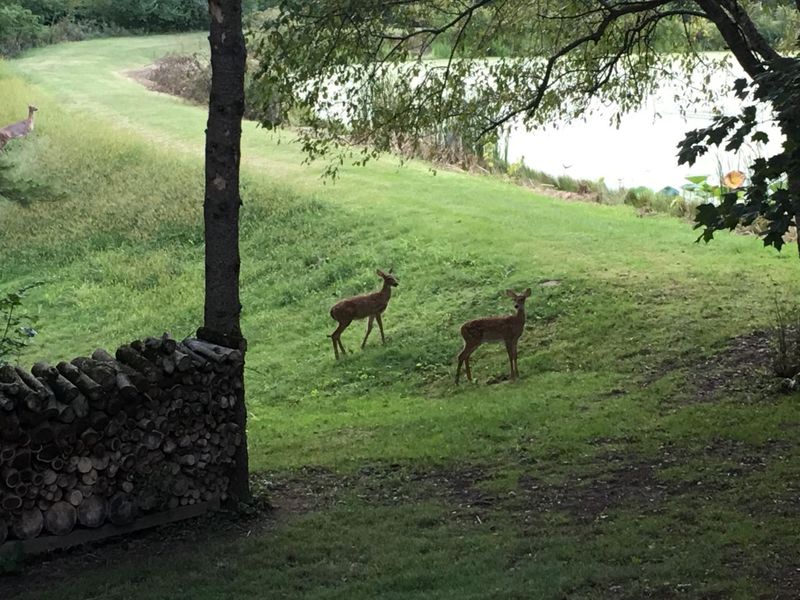 4449 Larue Prospect Road S, Prospect, OH 43342 Photo 48