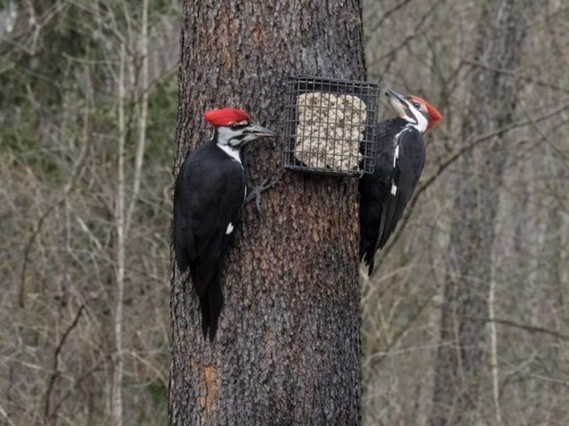 4449 Larue Prospect Road S, Prospect, OH 43342 Photo 48