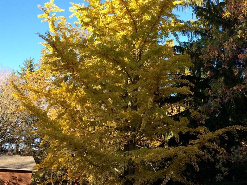 4449 Larue Prospect Road S, Prospect, OH 43342 Photo 49