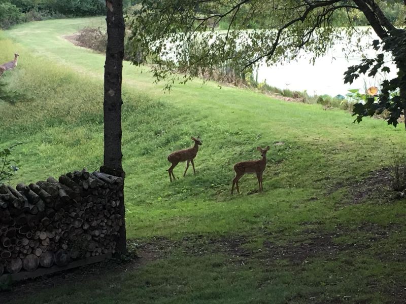 4449 Larue Prospect Road S, Prospect, OH 43342 Photo 49