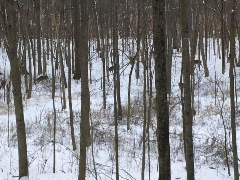 4449 Larue Prospect Road S, Prospect, OH 43342 Photo 58