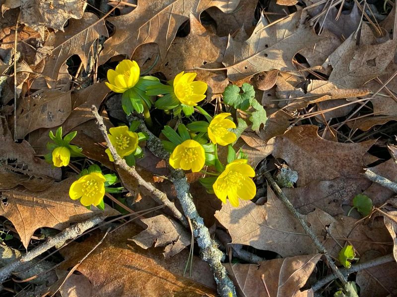 4449 Larue Prospect Road S, Prospect, OH 43342 Photo 63