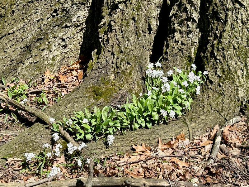 4449 Larue Prospect Road S, Prospect, OH 43342 Photo 64