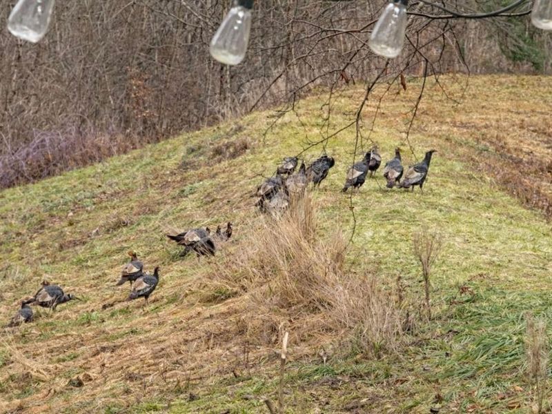 4449 Larue Prospect Road S, Prospect, OH 43342 Photo 8