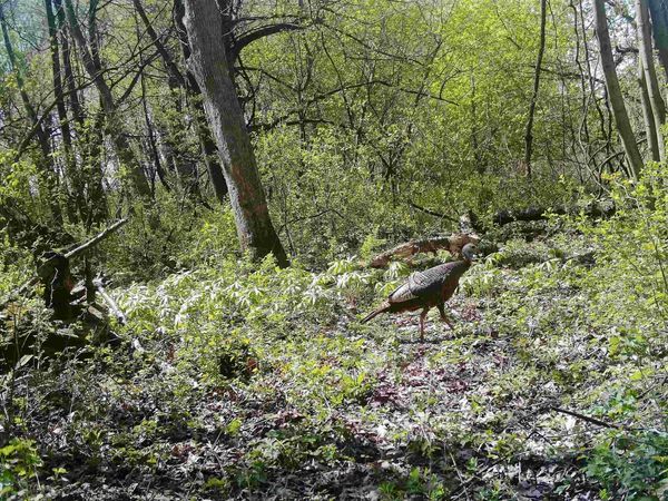 Lot 11 Maple Heights Road, Marshall, WI 53559