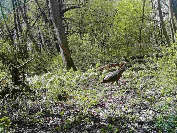 Lot 11 Maple Heights Road, Marshall, WI 53559