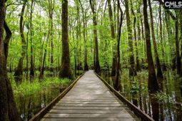 583 Swamp Grass Drive  photo 4