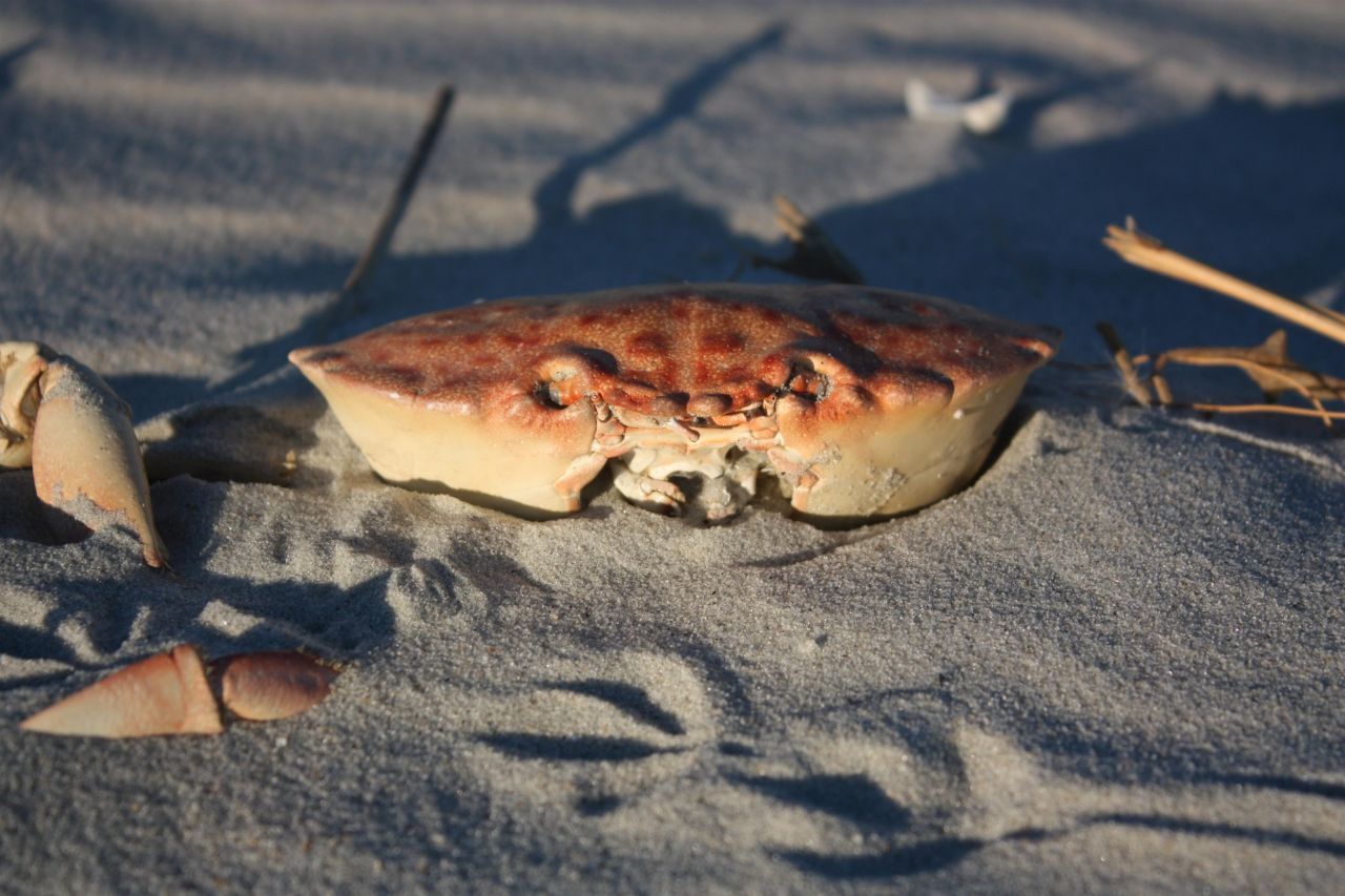 566 Yucca Ave. Photo 43